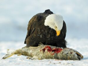 Does Eagle Eat Dead Animals or No