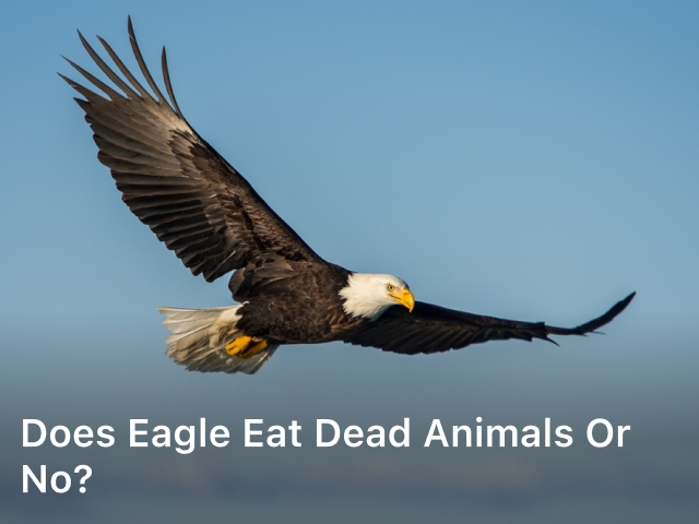Does Eagle Eat Dead Animals or No