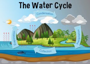 What is The Sun's Role in The Water Cycle