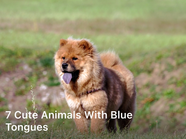 7 Cute Animals with Blue Tongues