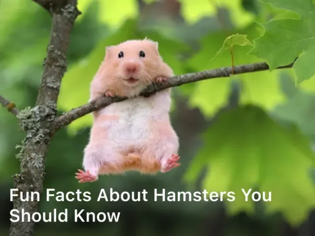 Fun Facts about Hamsters You Should Know; What are 3 fun facts about hamsters?; What is special about a hamster?; What do hamsters love to do?; Can hamsters know their name?;