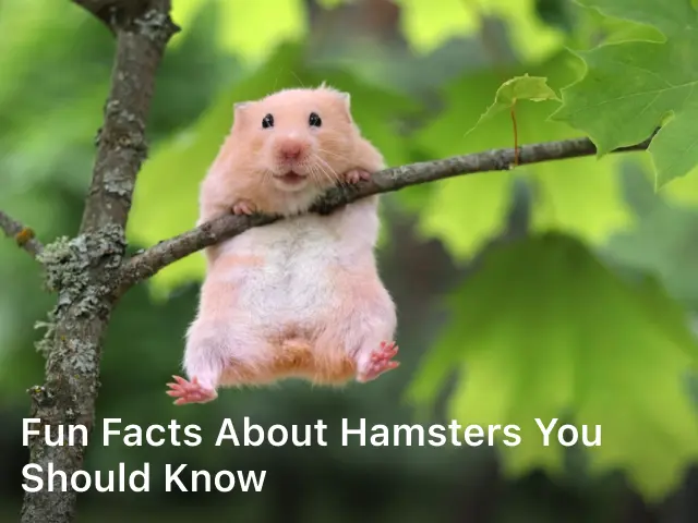 Fun Facts about Hamsters You Should Know; What are 3 fun facts about hamsters?; What is special about a hamster?; What do hamsters love to do?; Can hamsters know their name?;