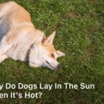 Why do Dogs Lay in The Sun When it's Hot