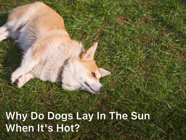 Why do Dogs Lay in The Sun When it's Hot