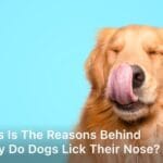 Why do dogs lick their nose; why do dogs lick their noses; why do dogs lick their nose so much; why do dogs constantly lick their nose; why do dogs lick their nose when you pet them;