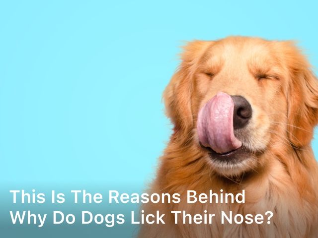 Why do dogs lick their nose; why do dogs lick their noses; why do dogs lick their nose so much; why do dogs constantly lick their nose; why do dogs lick their nose when you pet them;
