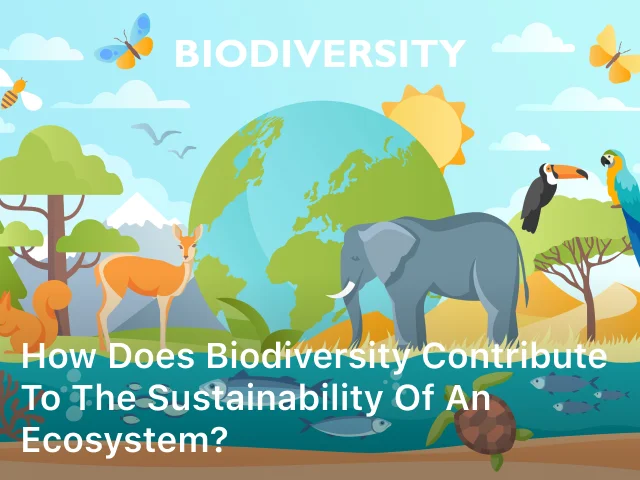 How does Biodiversity Contribute to the Sustainability of an Ecosystem