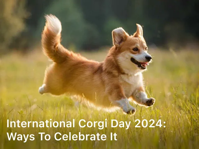 International Corgi Day 2024