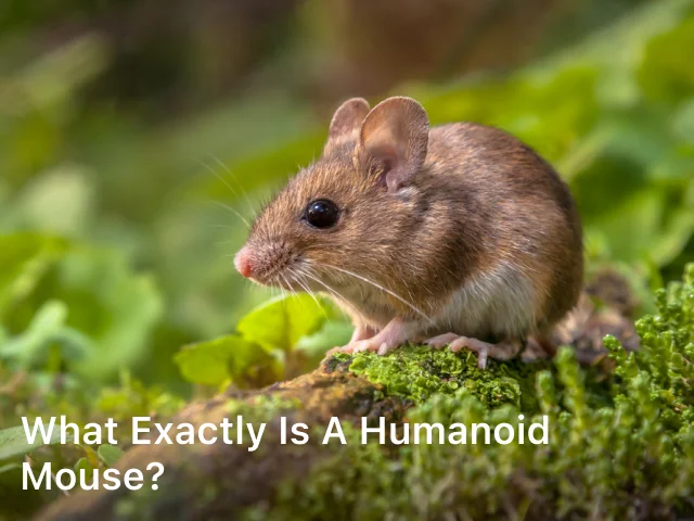 What Exactly is a Humanoid Mouse