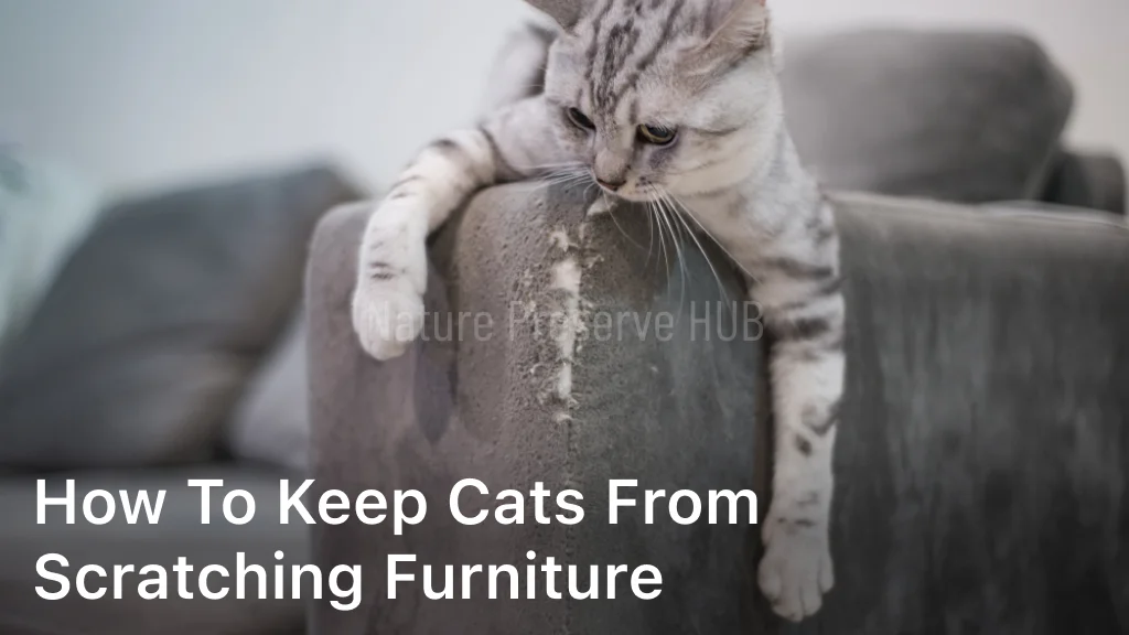 Effective Tips on How to Keep Cats from Scratching Furniture