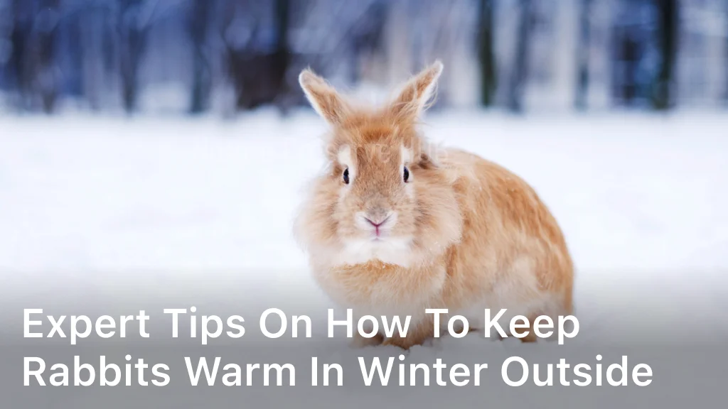 Expert Tips on How to Keep Rabbits Warm in Winter Outside