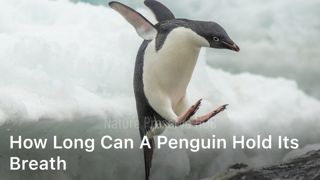 How Long Can a Penguin Hold Its Breath