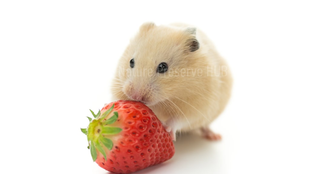 Can a Hamster Eat a Strawberry; How Much Strawberry Can a Hamster Eat; Nutritional Content of Strawberries for Hamsters; Can Hamsters Eat Strawberry Seeds?; Can Hamsters Eat Strawberry Leaves?; 