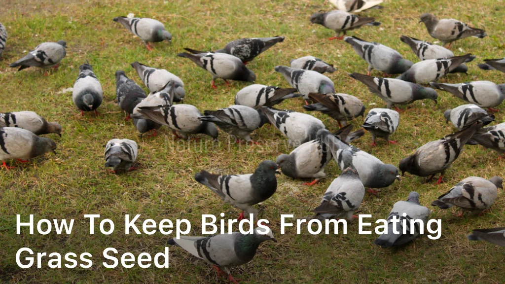 How to Keep Birds from Eating Grass Seed