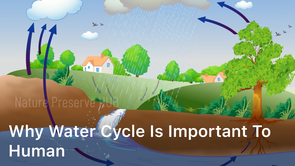 Water Cycle is Important to Human