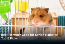 Best Hamster Cage for Syrian Hamster