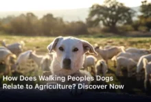 How Does Walking Peoples Dogs Relate to Agriculture