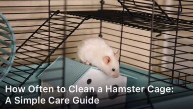 How Often to Clean a Hamster Cage