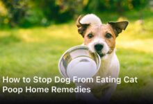 How to Stop Dog From Eating Cat Poop Home Remedies