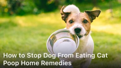 How to Stop Dog From Eating Cat Poop Home Remedies