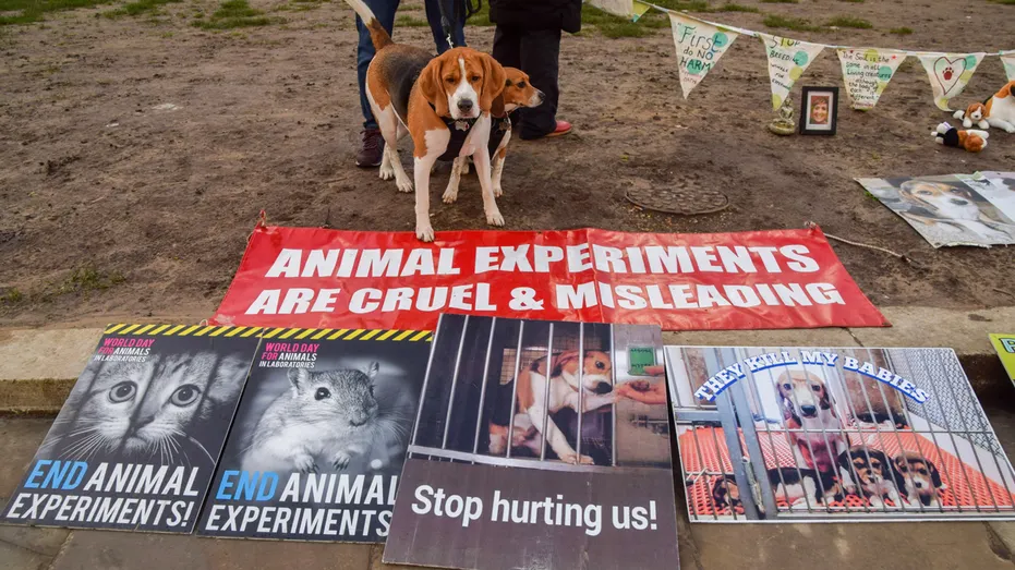 beagle-protest-uk-