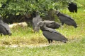 Vulture takeover sparks outrage as droppings coat homes, cars and sidewalks