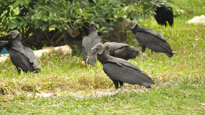 Vulture takeover sparks outrage as droppings coat homes, cars and sidewalks