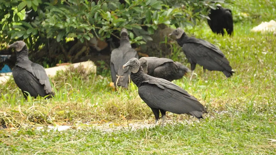 black-vulture-carrion-fox-news-001
