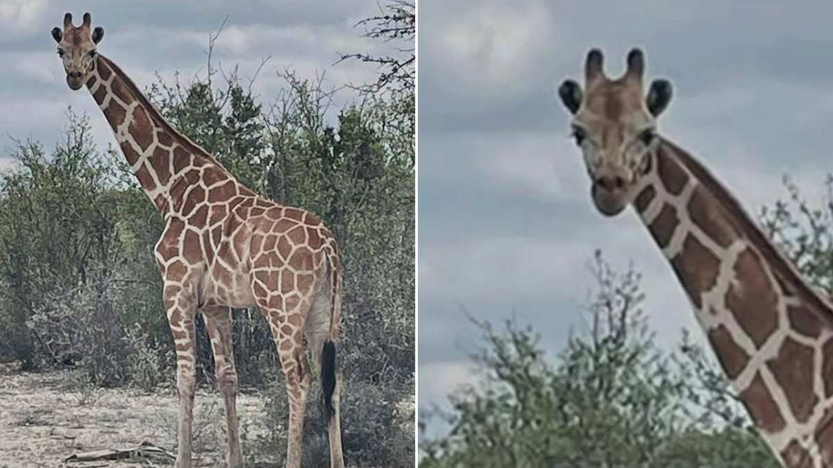 gracie-the-giraffe