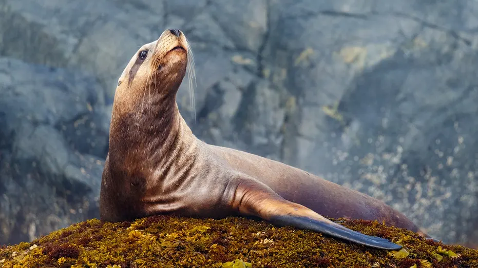 steller-sea-lion-fox-news-001