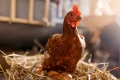 The ‘1776 Diet’: What Americans really ate during the nation’s founding