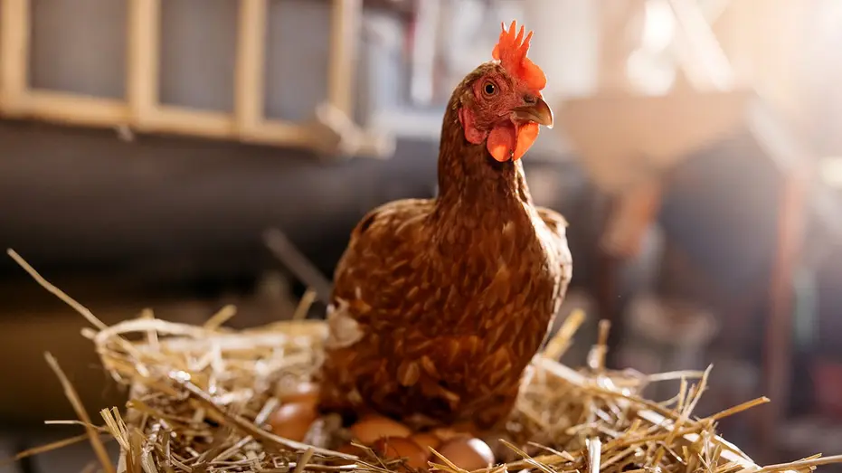 40b8ceed-chicken_hatching