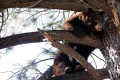 Black bear raiding a garbage can at Lake Tahoe garage triggers dramatic wildlife encounter