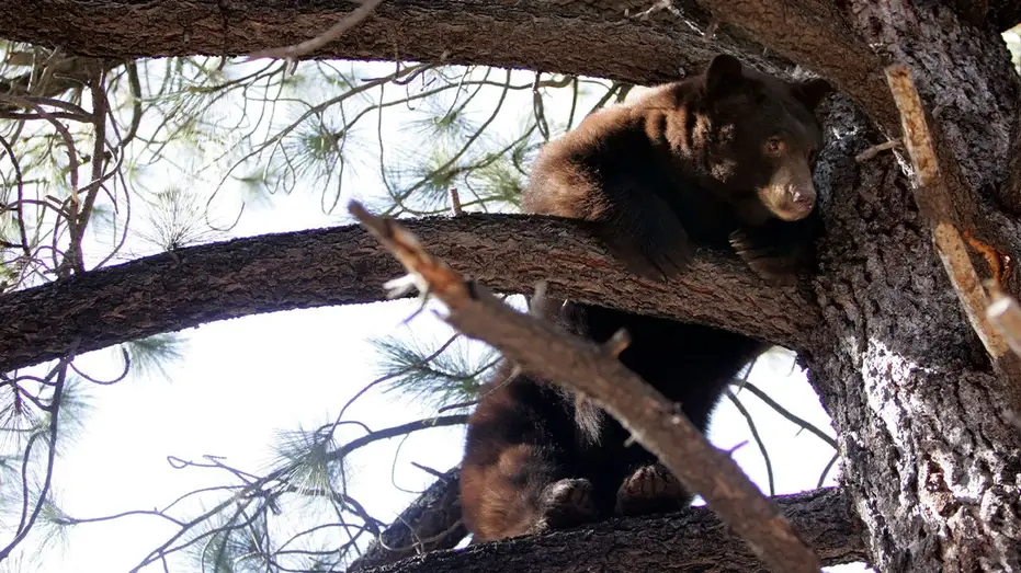 Black-bear-lake-Tahoe-001