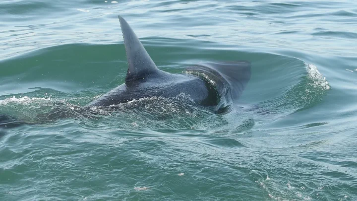 Shark sightings spike near America’s beaches as July 4 crowds head to shore for weekend